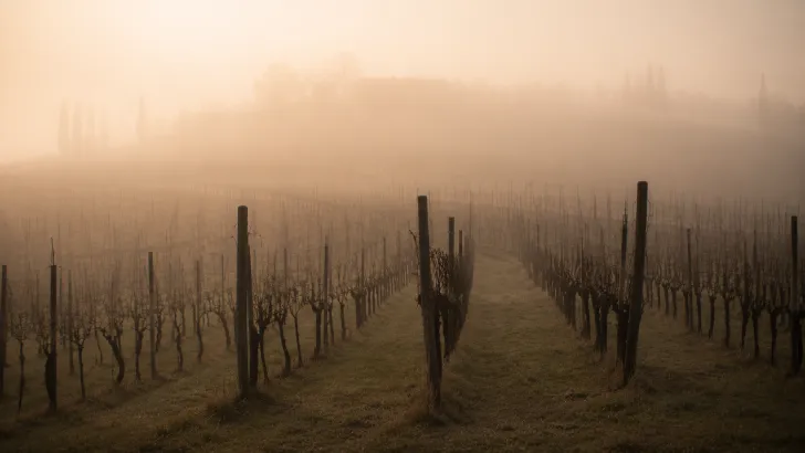 Filari di vigne avvolti dalla nebbia mattutina