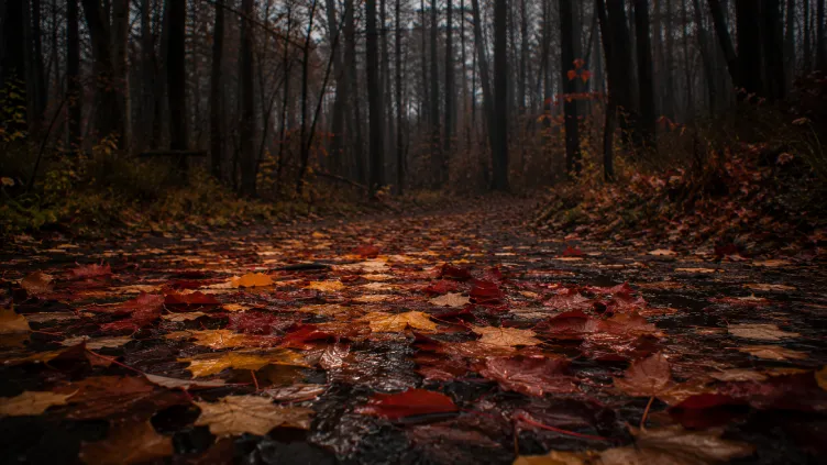 Bosco in inverno o in autunno: quando conviene un weekend nella natura