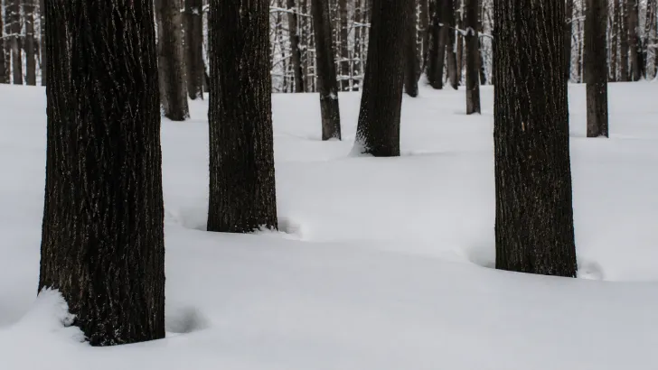 Fitti tronchi di alberi spogli e neri che emergono in modo netto da una coltre di neve bianca intonsa in pieno inverno